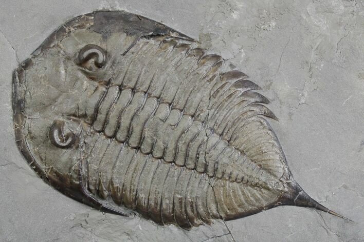 Dalmanites Trilobite Fossil - New York #357136